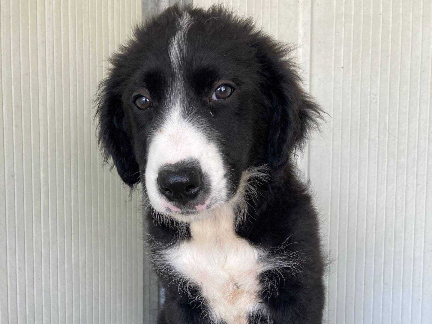 Adotta un cane, taglia media, maschio, Viterbo