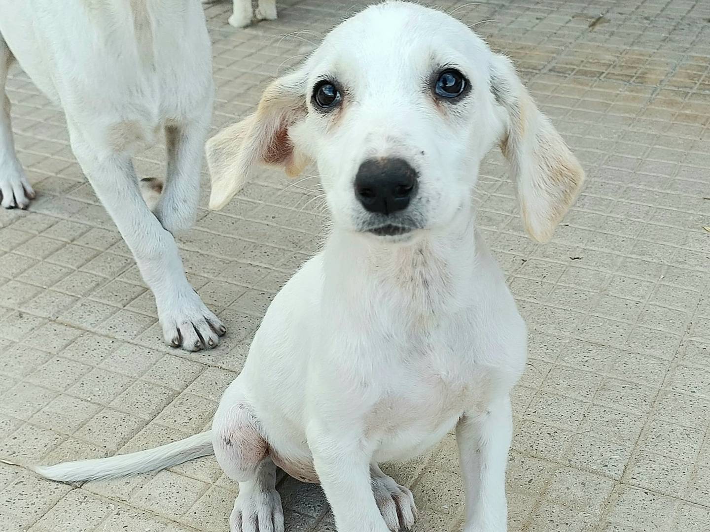 Adotta un cane, femmina, 3 mesi, Palermo