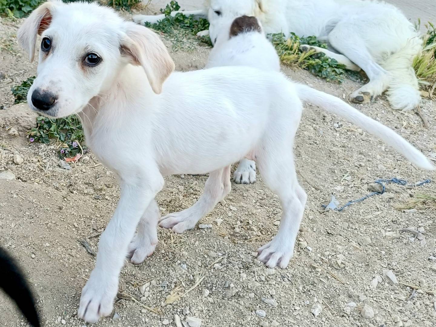 Vuoi adottare un cane a Palermo?