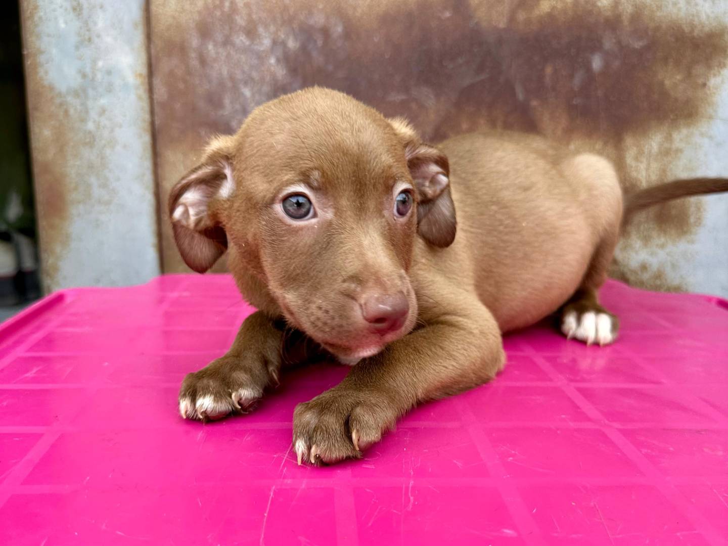 Adotta un cane, femmina, 1 mesi, Napoli