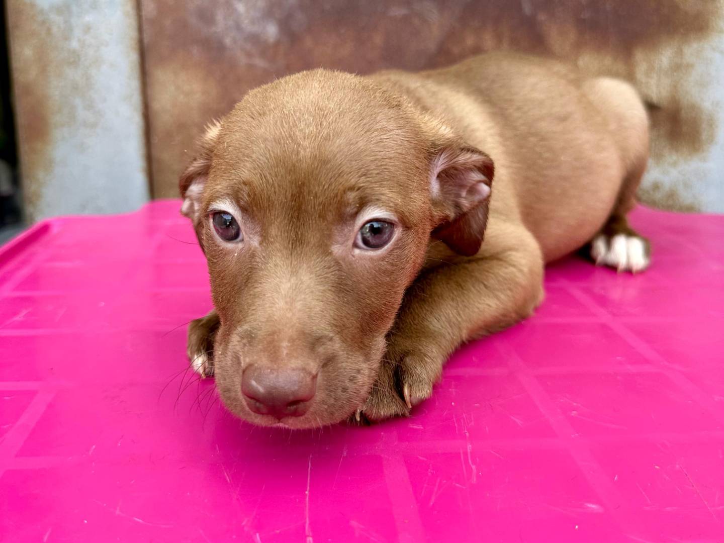 Adotta un cane, taglia piccola, femmina, Napoli