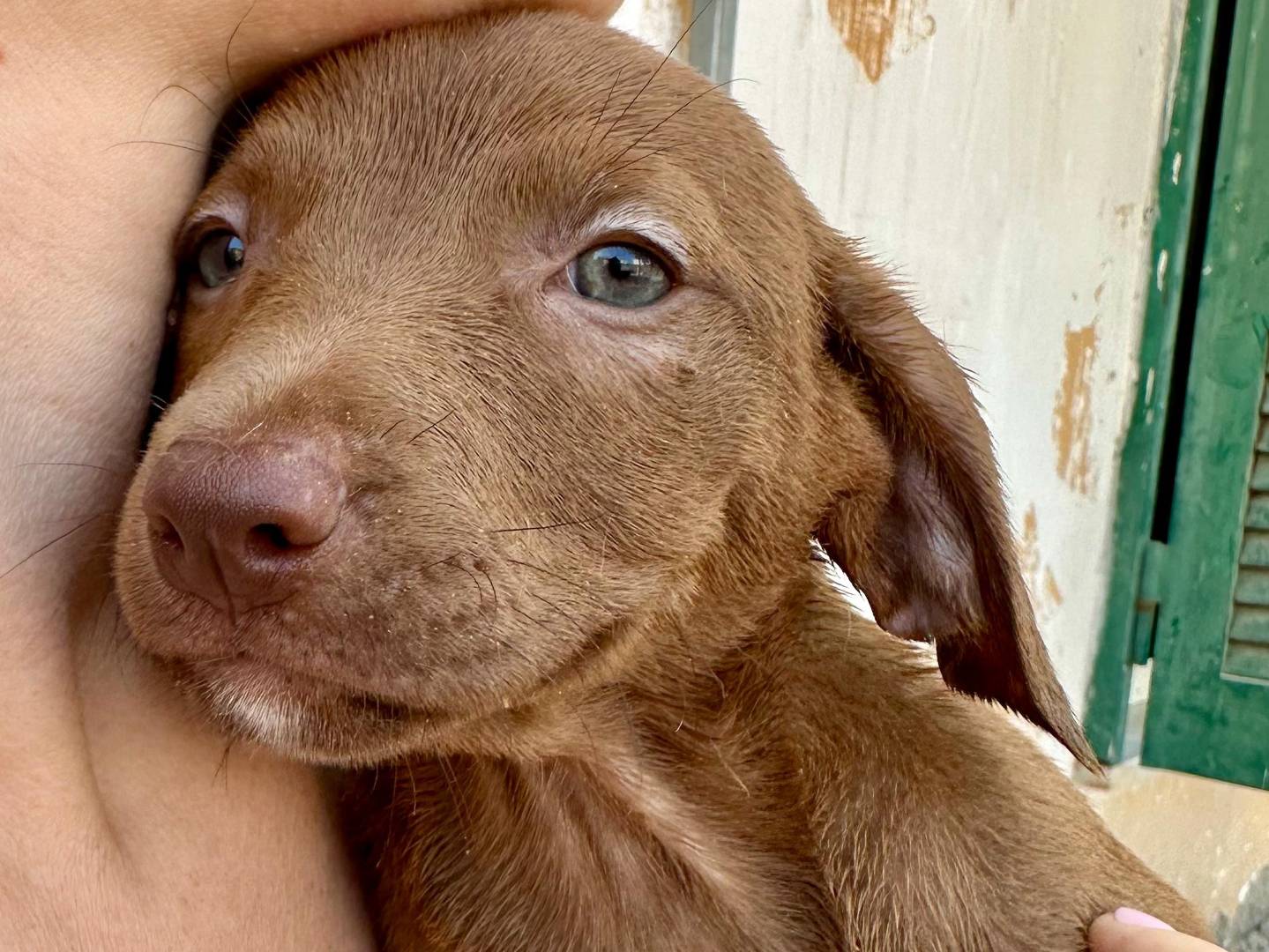 Adozione cane, femmina, Pitbull Razza sconosciuta, 2 mesi, taglia piccola, Napoli