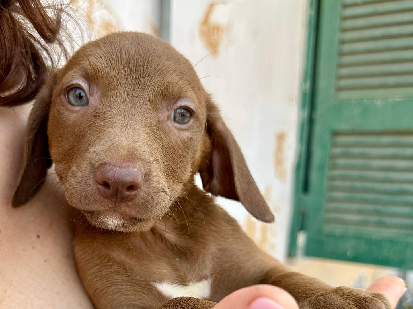Adotta un cane, femmina, 2 mesi, Napoli