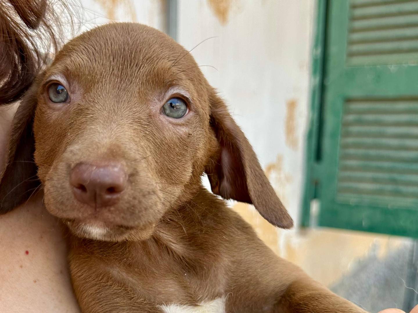 Adotta un cane, taglia piccola, femmina, Napoli