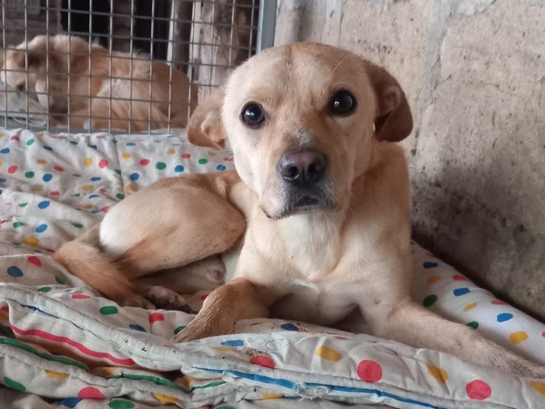 Adotta un cane, maschio, 2 anni , Avellino