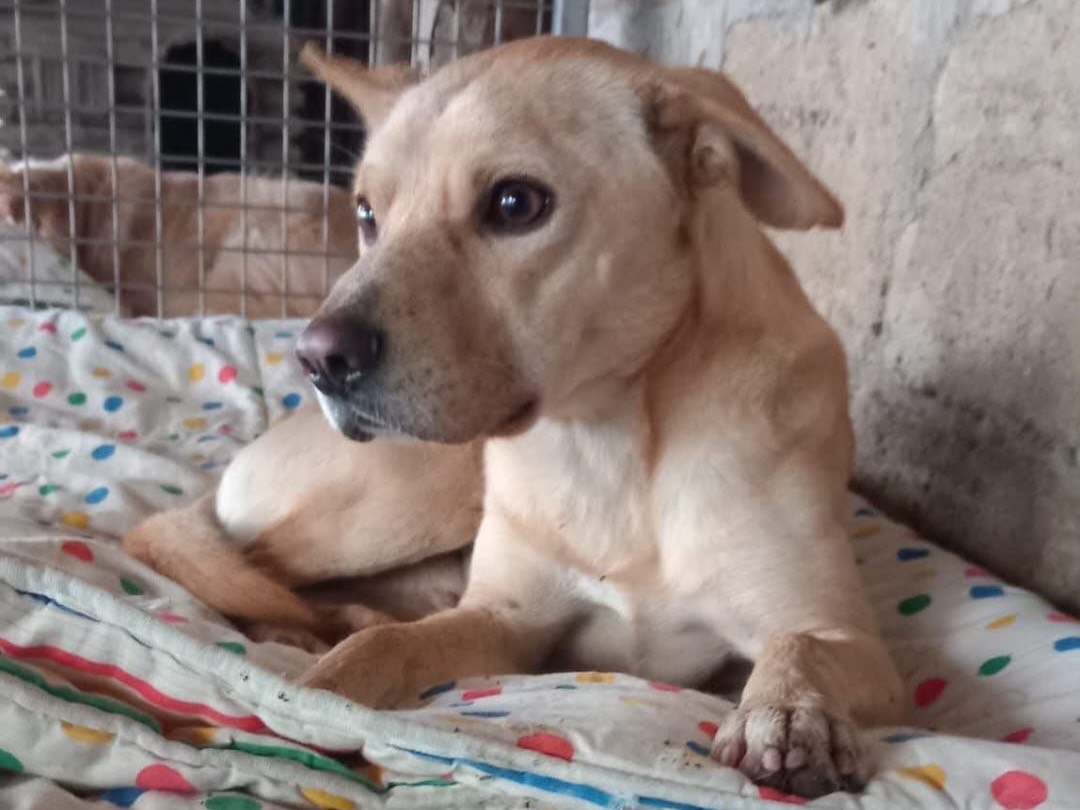 Adotta un cane, taglia media contenuta, maschio, Avellino