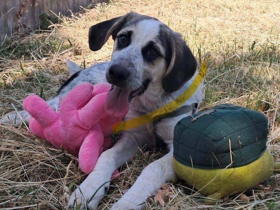 Adotta un cane, taglia media, maschio, Avellino