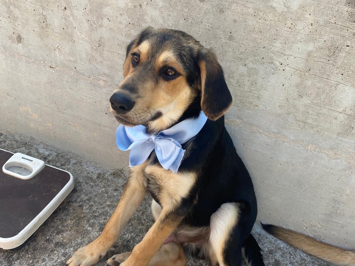 Adotta un cane, maschio, 4 mesi, Avellino