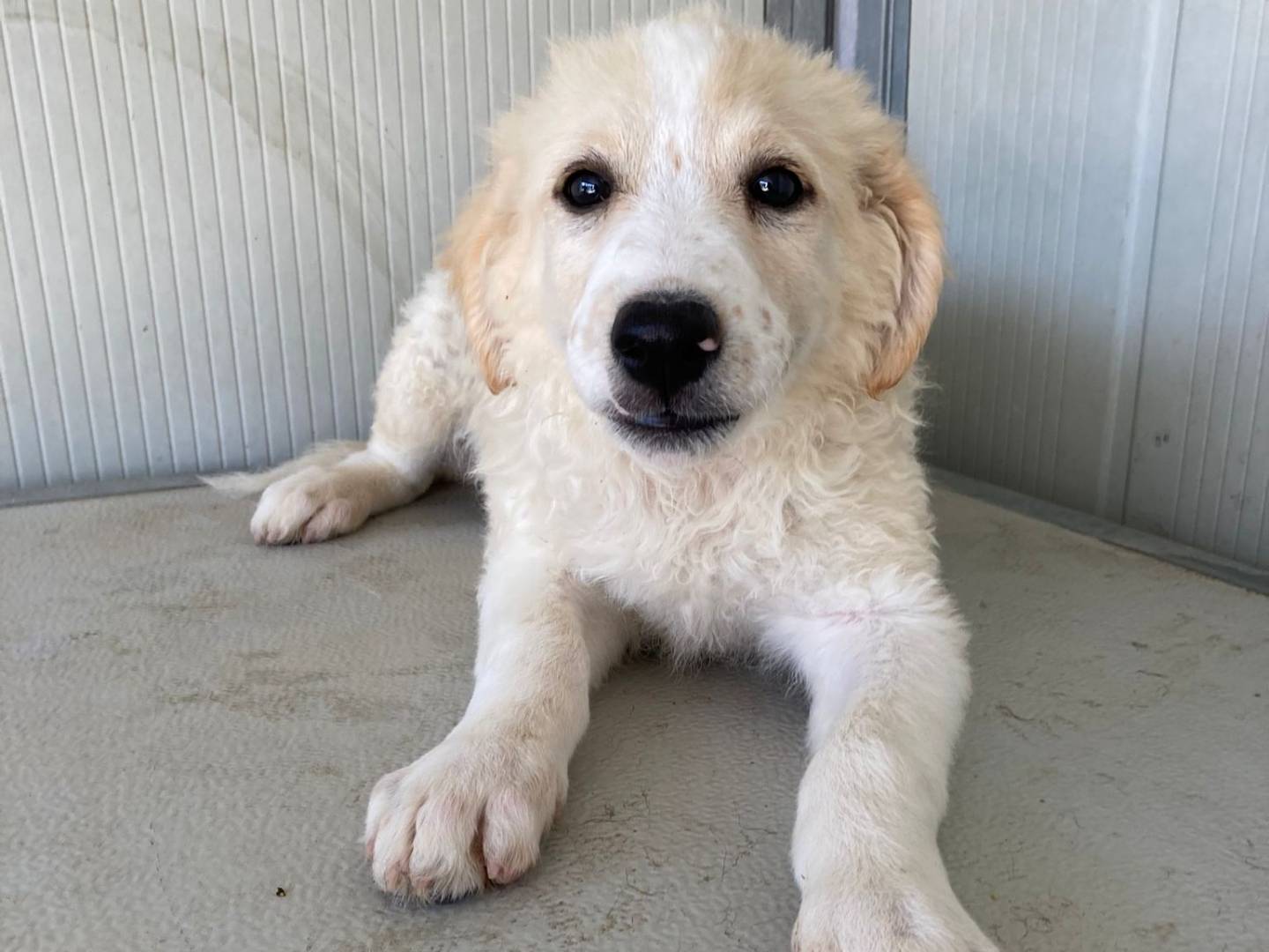 Adotta un cane, taglia media, maschio, Viterbo