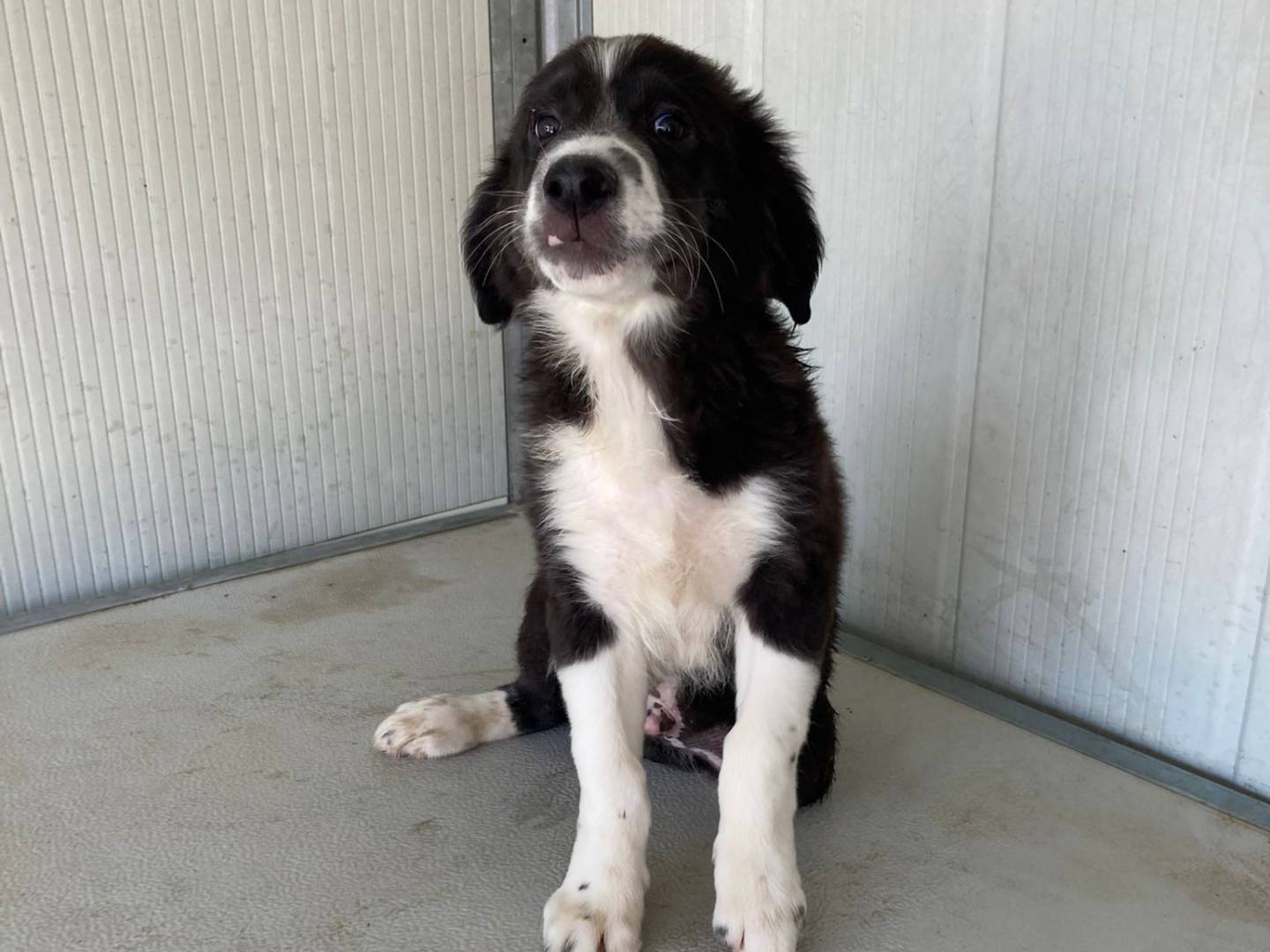 Adotta un cane, maschio, 2 mesi, Viterbo