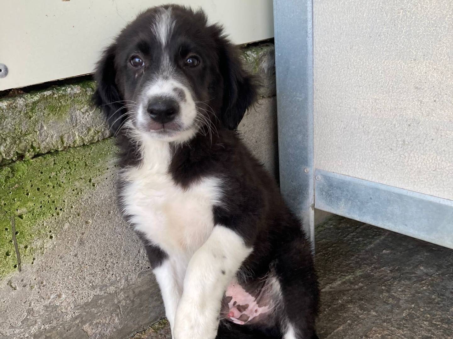 Adotta un cane, taglia media, maschio, Viterbo