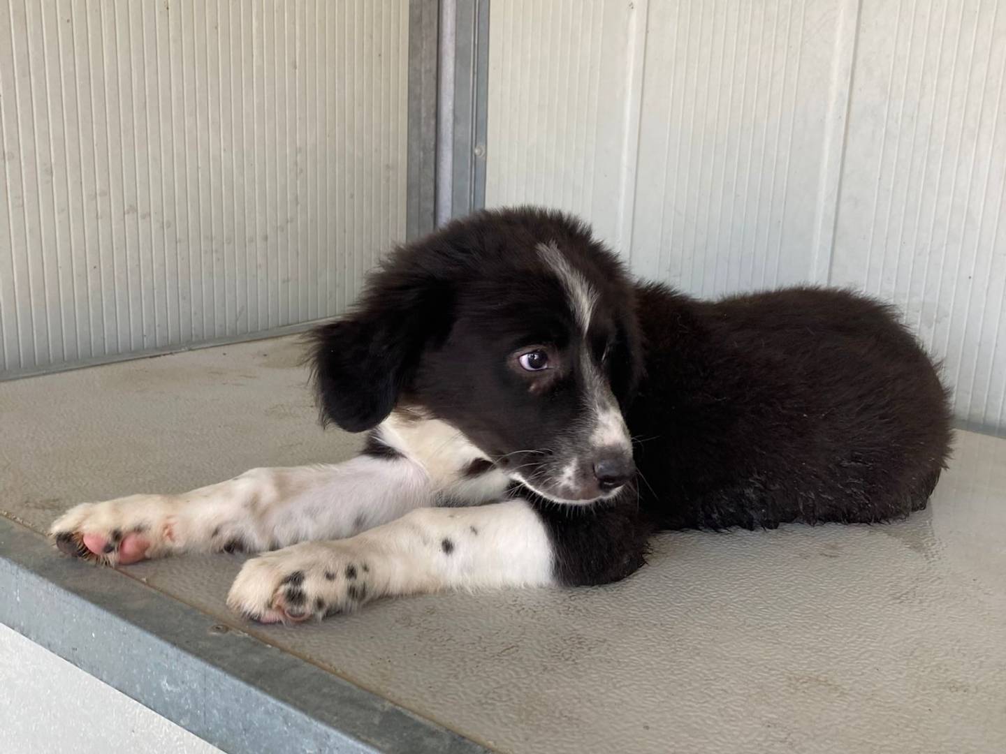 Vuoi adottare un cane a Viterbo?