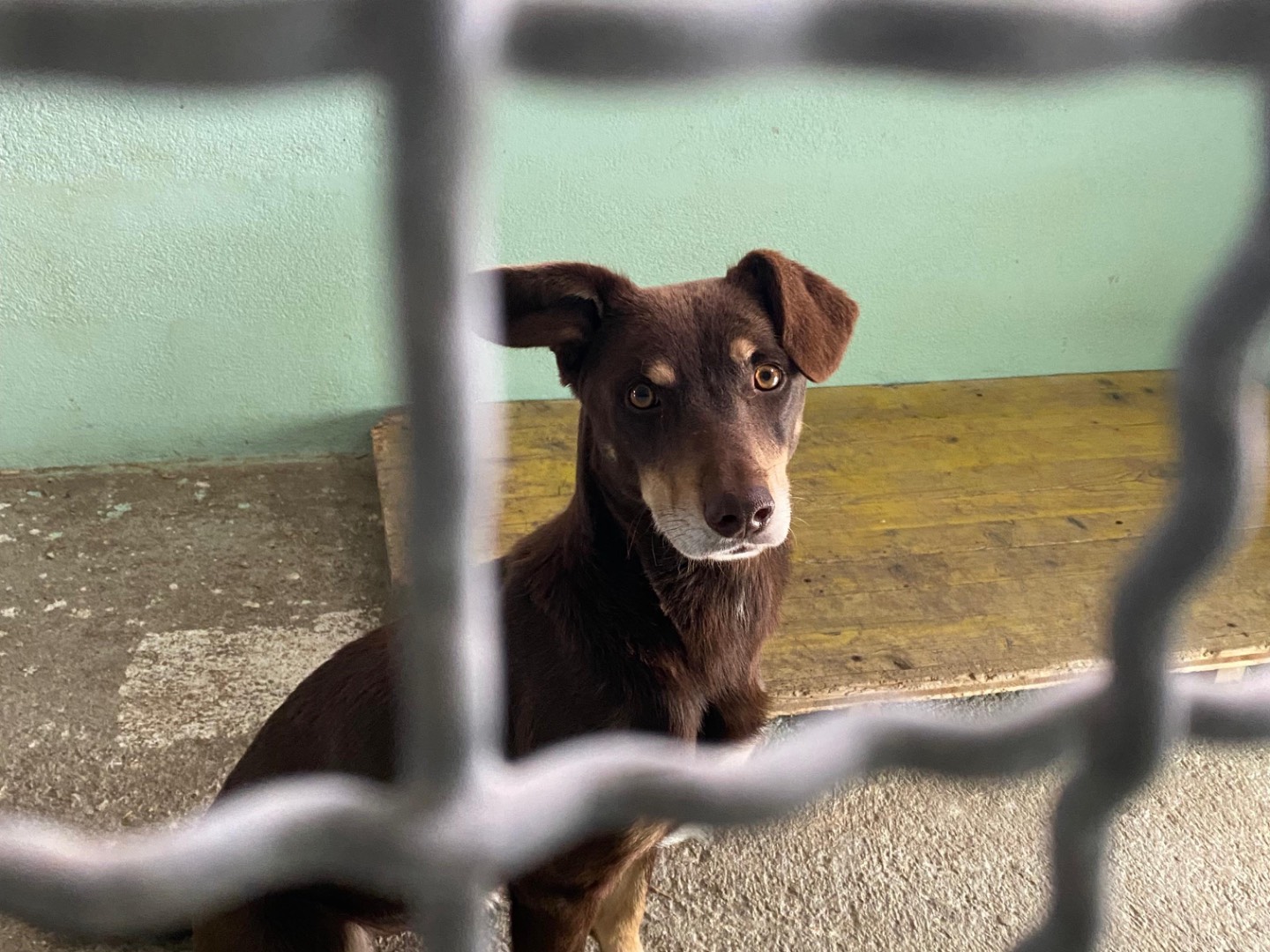 Vuoi adottare un cane a Avellino?