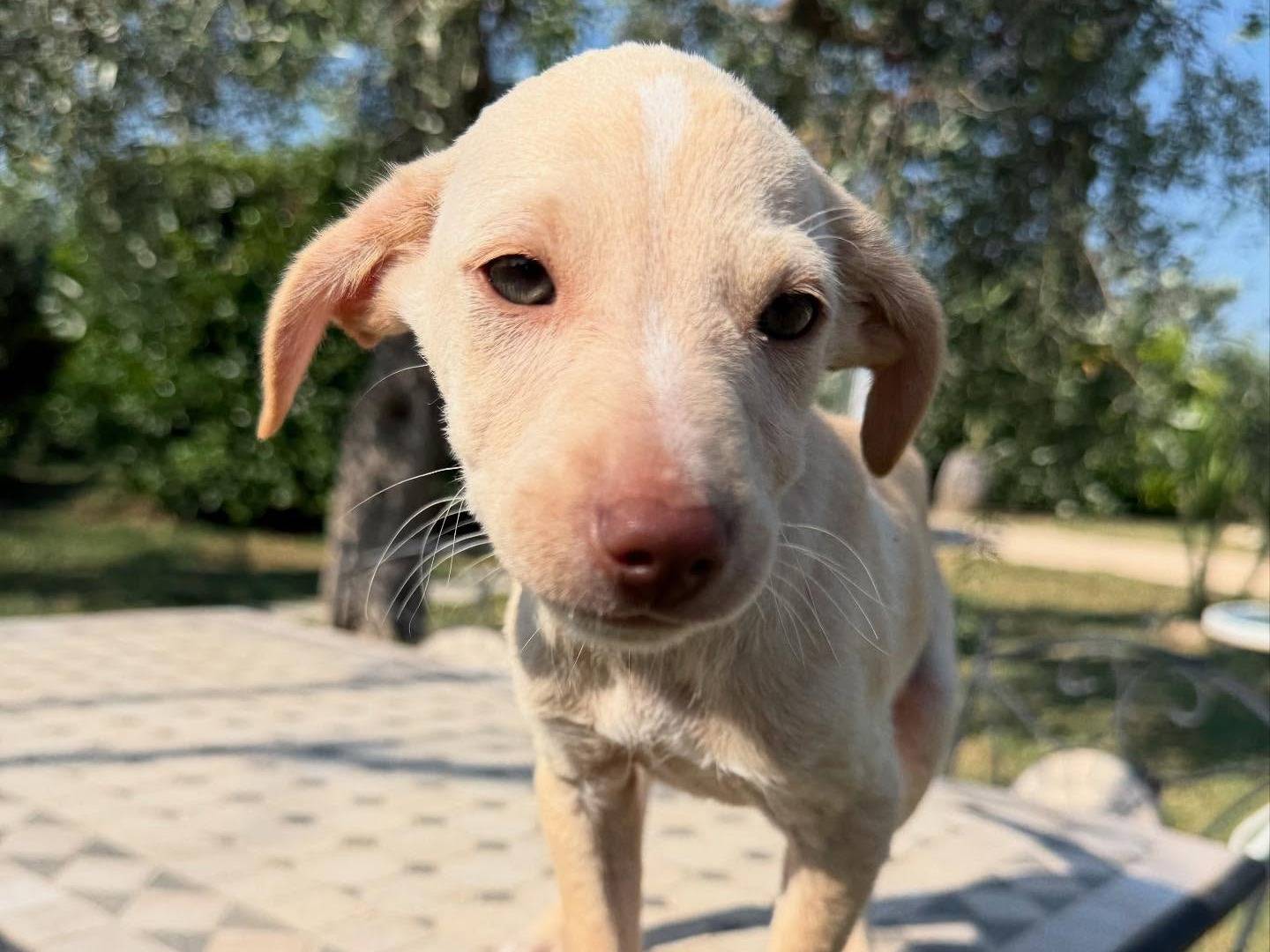 Adotta un cane, taglia media contenuta, maschio, Matera