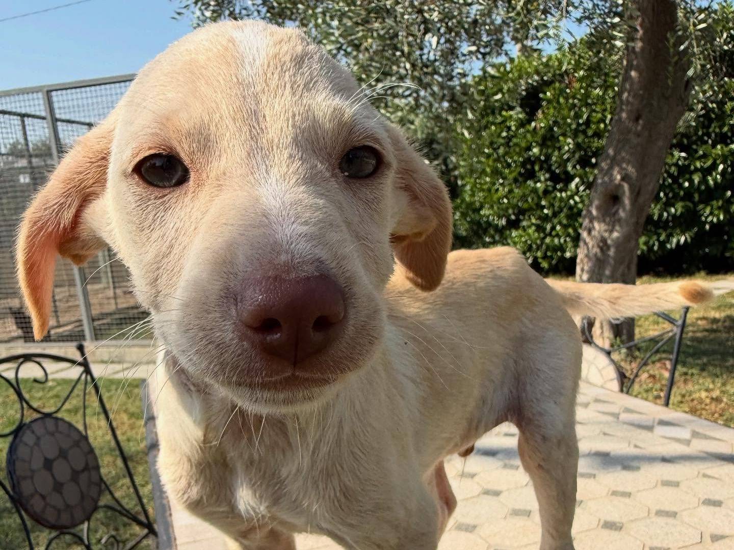 Vuoi adottare un cane a Matera?