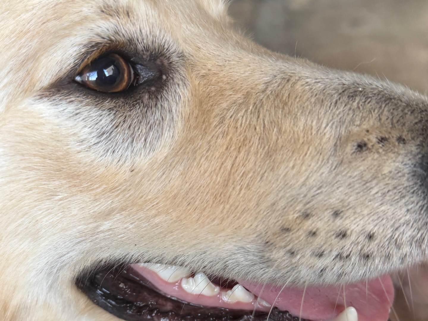 Adotta il cane Ivy a Catanzaro