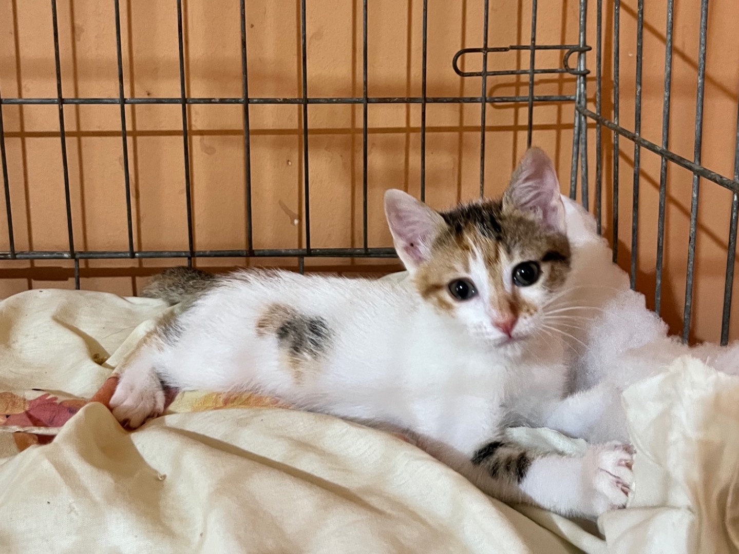 Adotta un gatto, femmina, 1 mesi, Bergamo