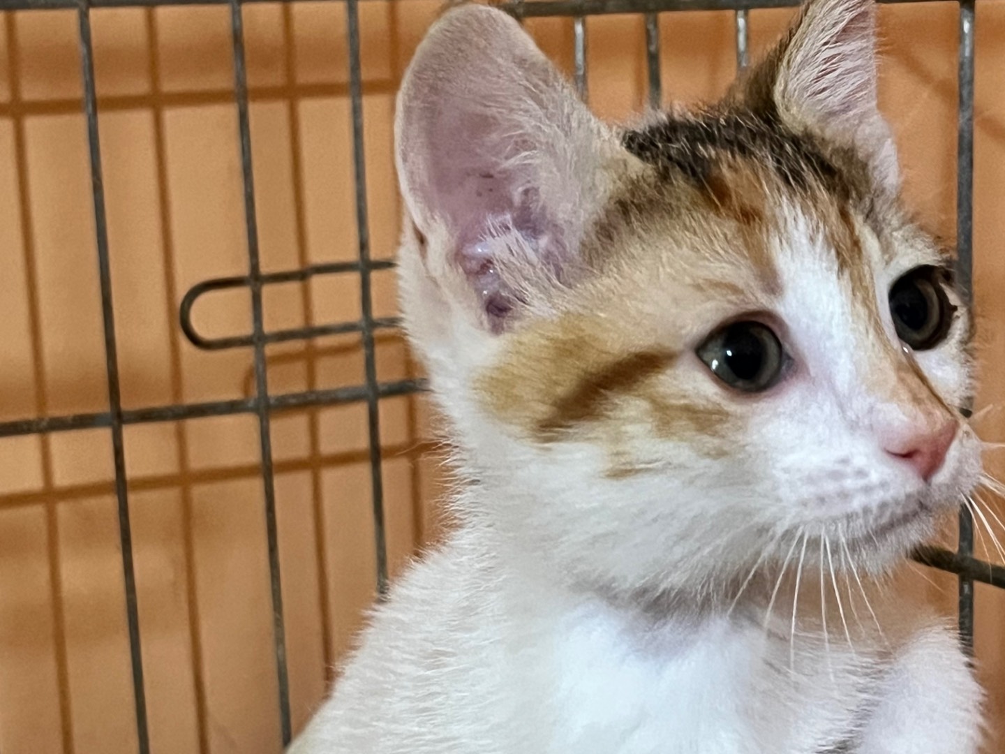 Adotta un gatto, taglia non valida, femmina, Bergamo