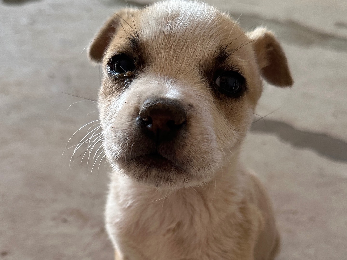 Adotta un cane, femmina, 3 mesi, Taranto