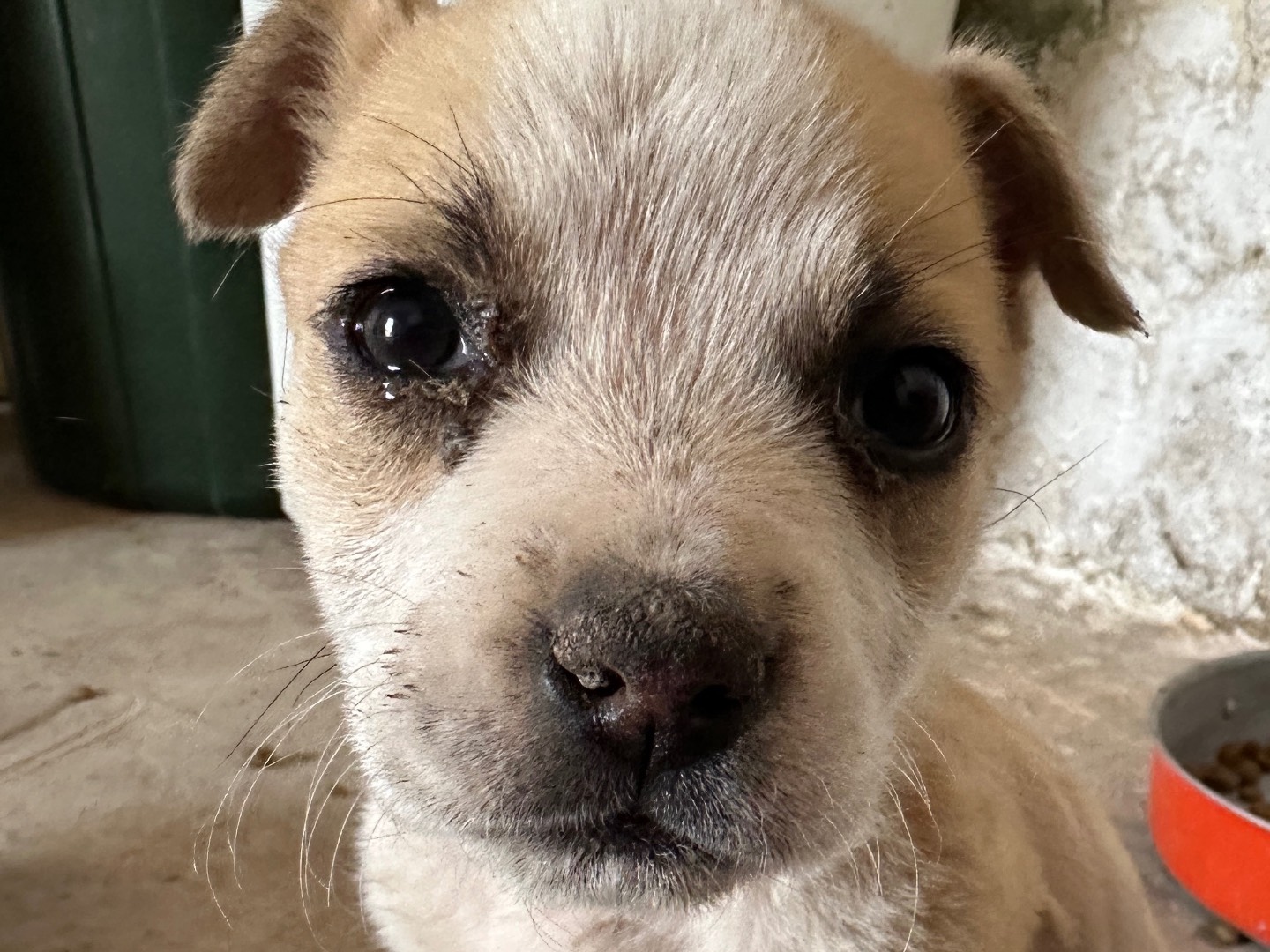Adotta un cane, taglia media, femmina, Taranto