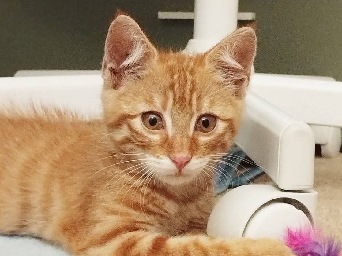 Adozione gatto, maschio, Razza sconosciuta Razza sconosciuta, 4 mesi, taglia non valida, Torino
