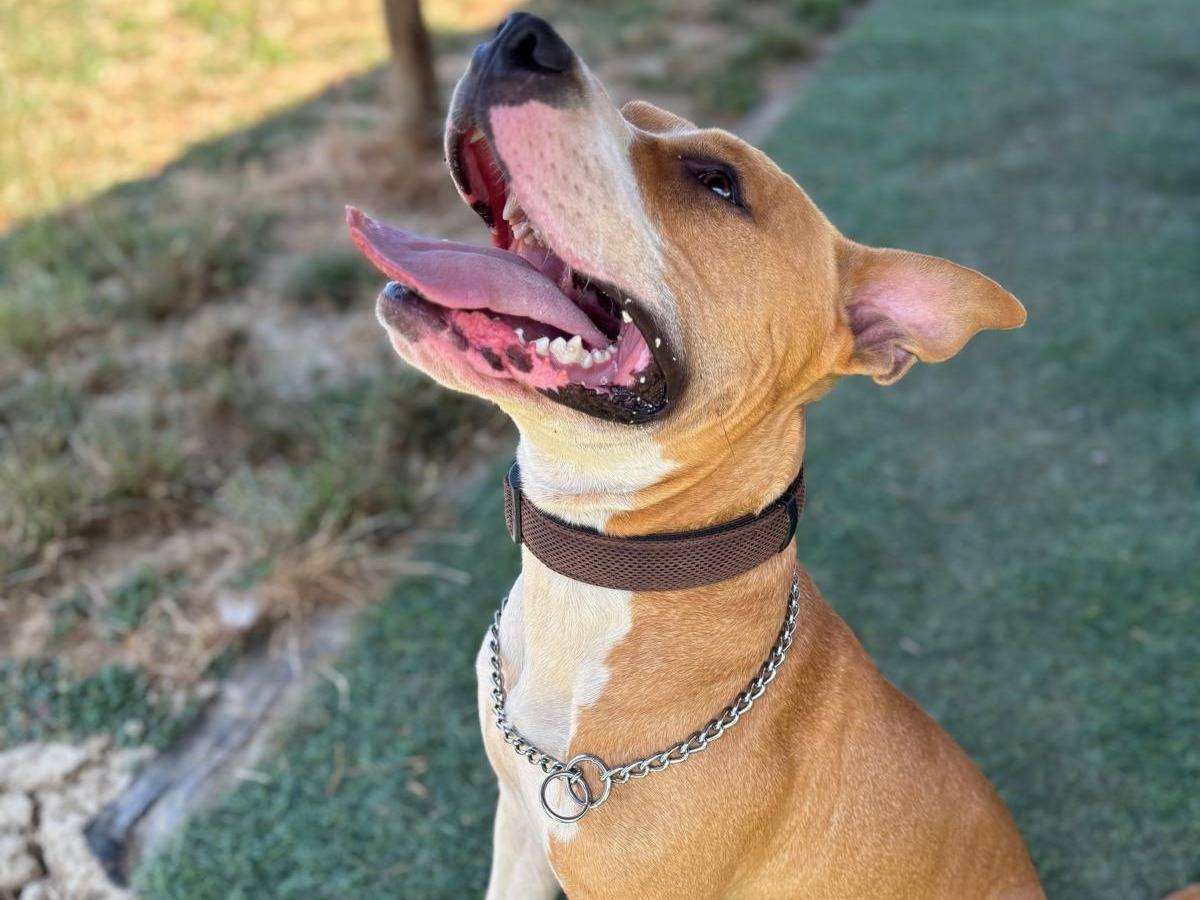 Adotta un cane, maschio, 1 anno, Pisa