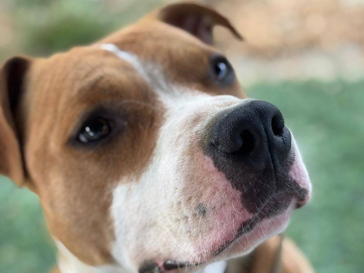 Adotta un cane, taglia media, maschio, Pisa