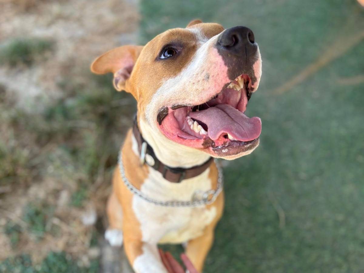 Vuoi adottare un cane a Pisa?