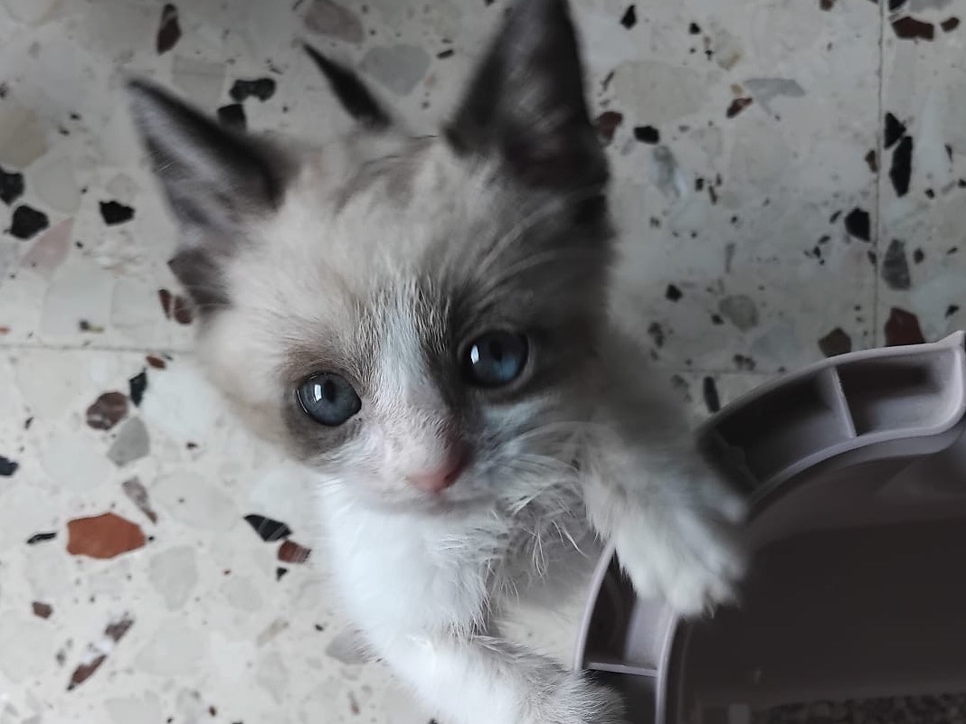 Adotta il gatto Mila a Enna