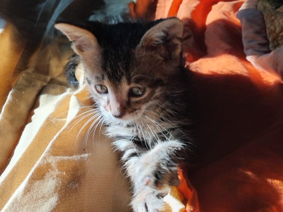 Adotta un gatto, taglia non valida, femmina, Enna
