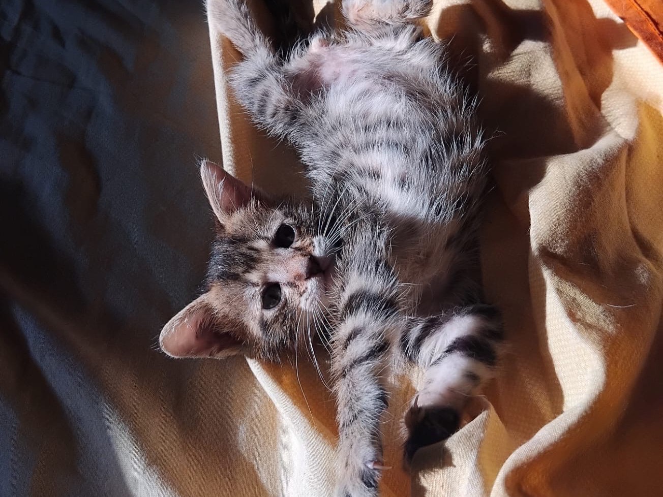Vuoi adottare un gatto a Enna?