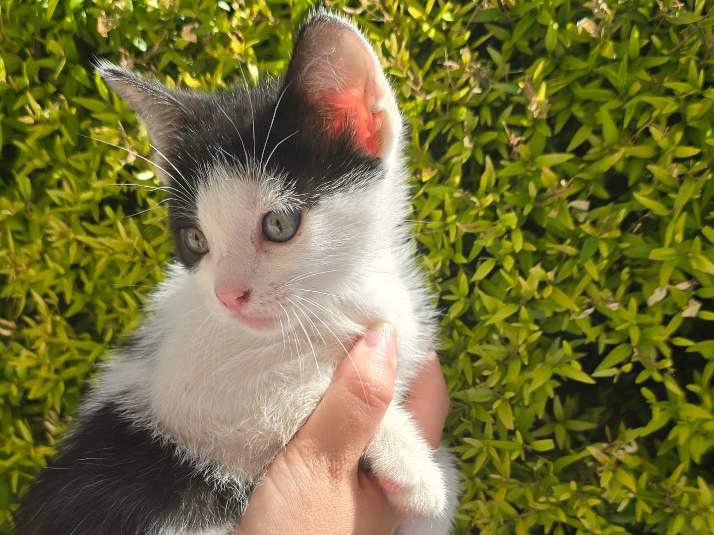 Adotta un gatto, maschio, 2 mesi, Bari