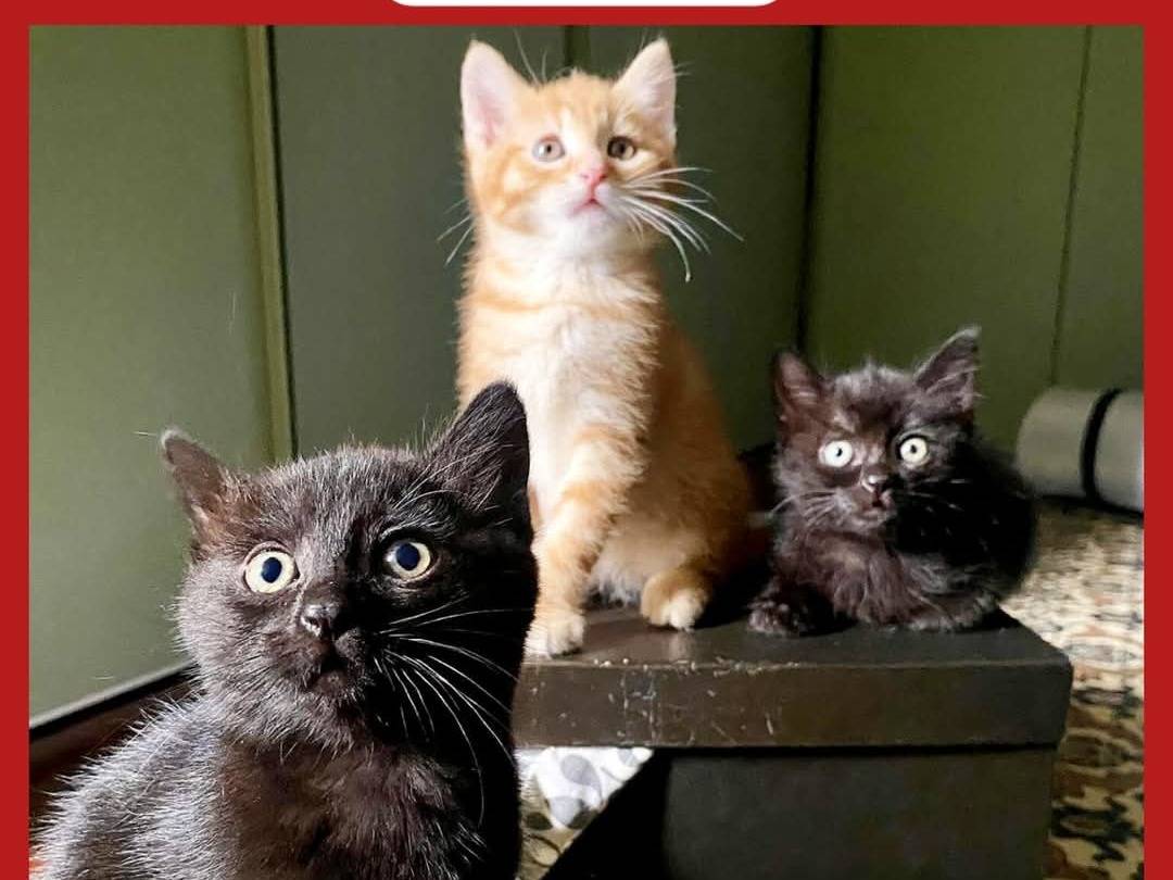 Foto dell'animale