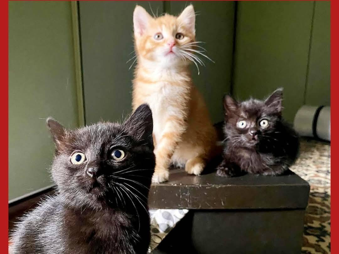 Adozione gatto, femmina, Razza sconosciuta Razza sconosciuta, 4 mesi, taglia non valida, Torino