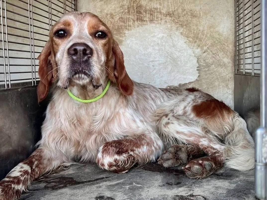 Foto dell'animale