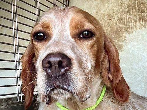 Adotta un cane, maschio, 1 anno e 9 mesi , Monza
