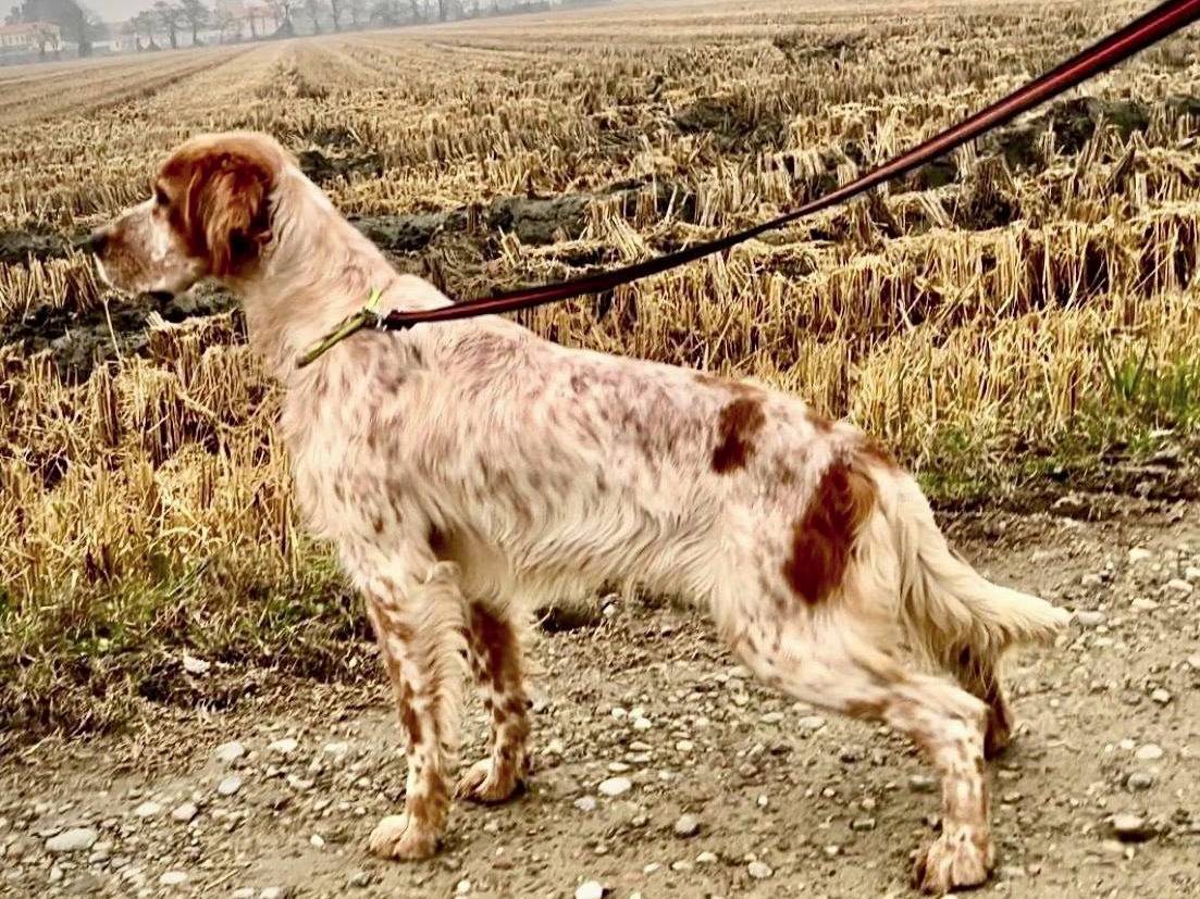 Adotta un cane, taglia media, maschio, Monza