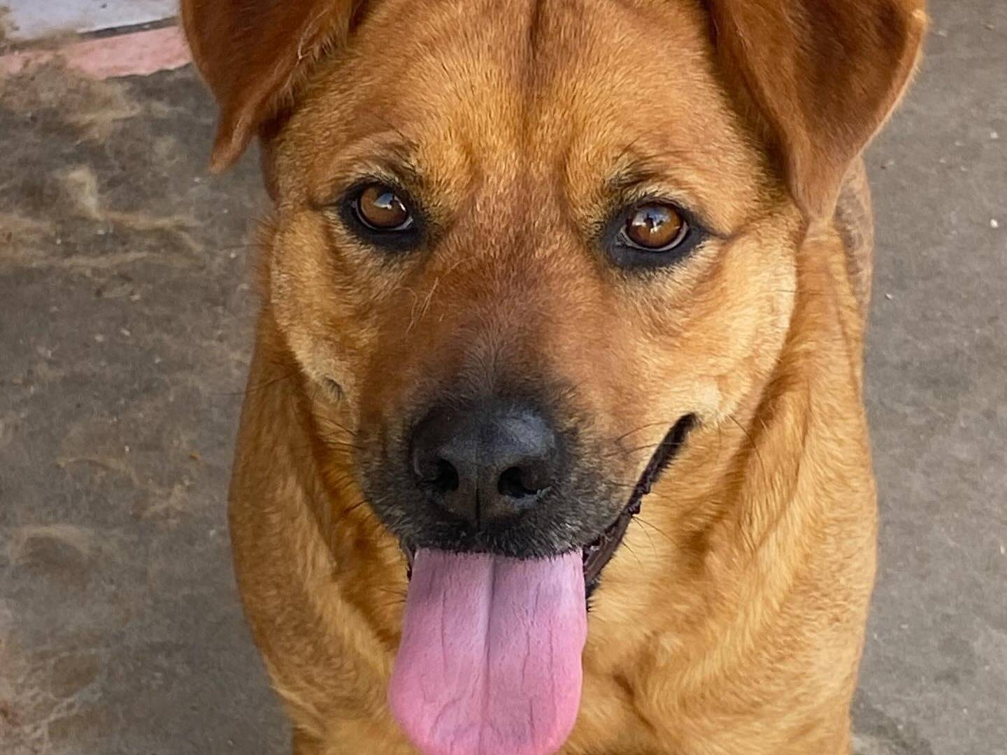 Adotta un cane, femmina, 2 anni  e 4 mesi , Latina