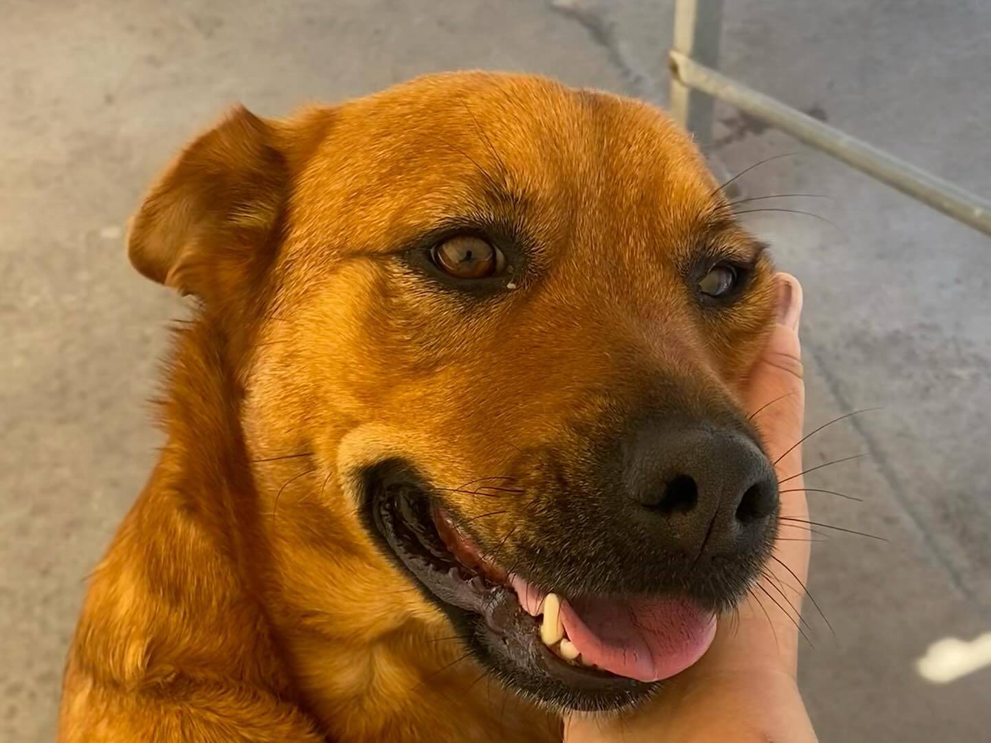 Adotta un cane, taglia media, femmina, Latina