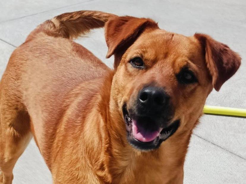 Vuoi adottare un cane a Latina?
