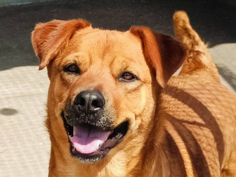 Adotta il cane Alanis a Latina