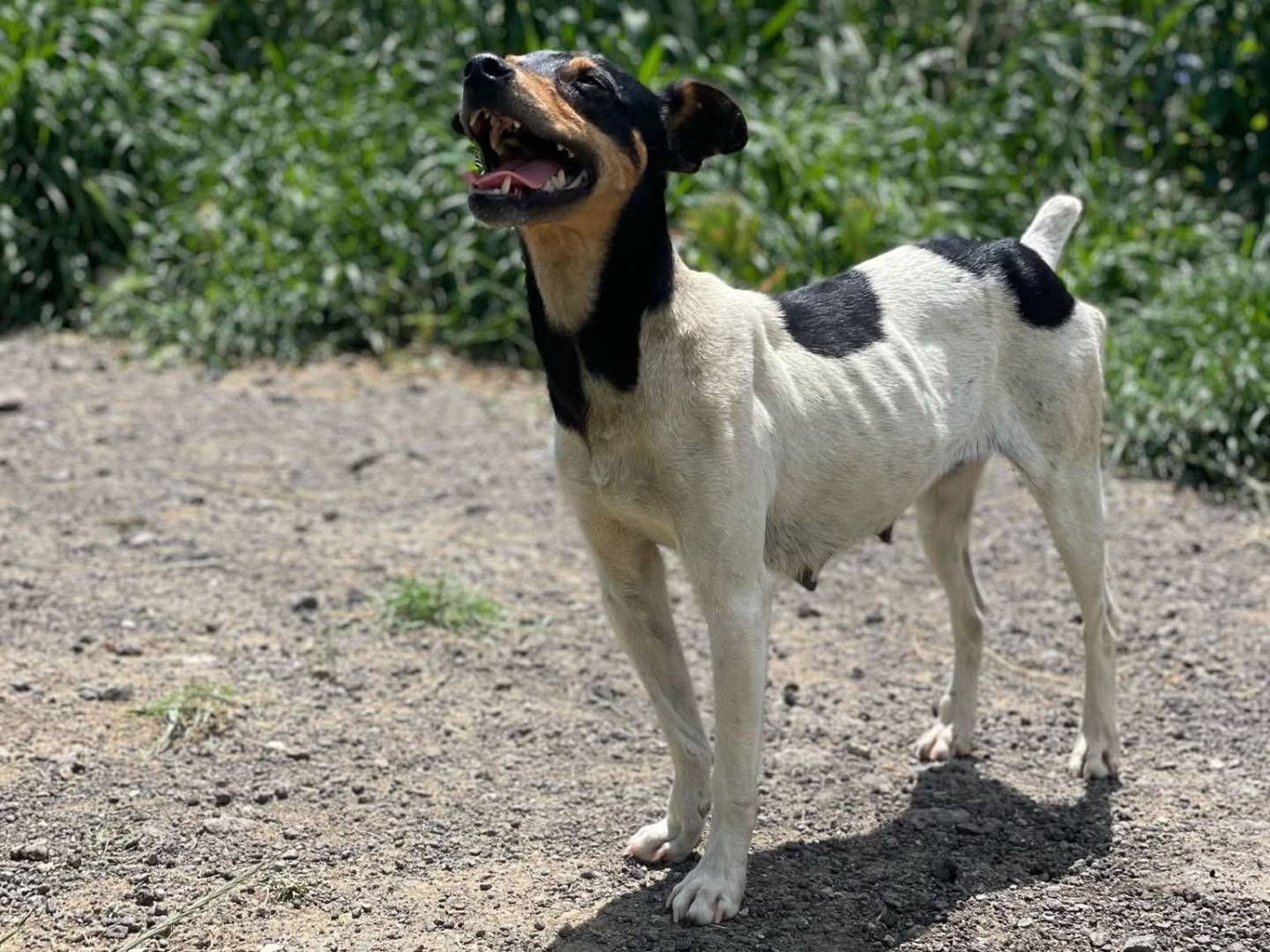 Foto dell'animale