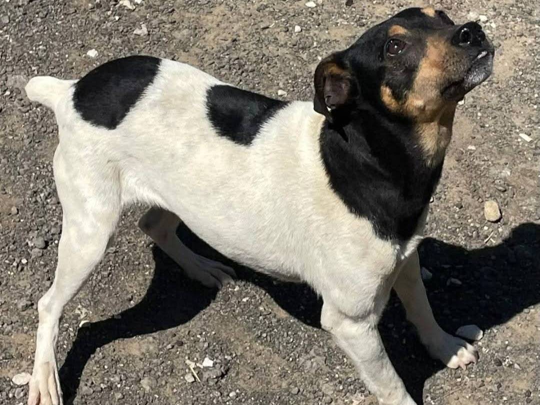 Adotta un cane, taglia piccola, femmina, Palermo
