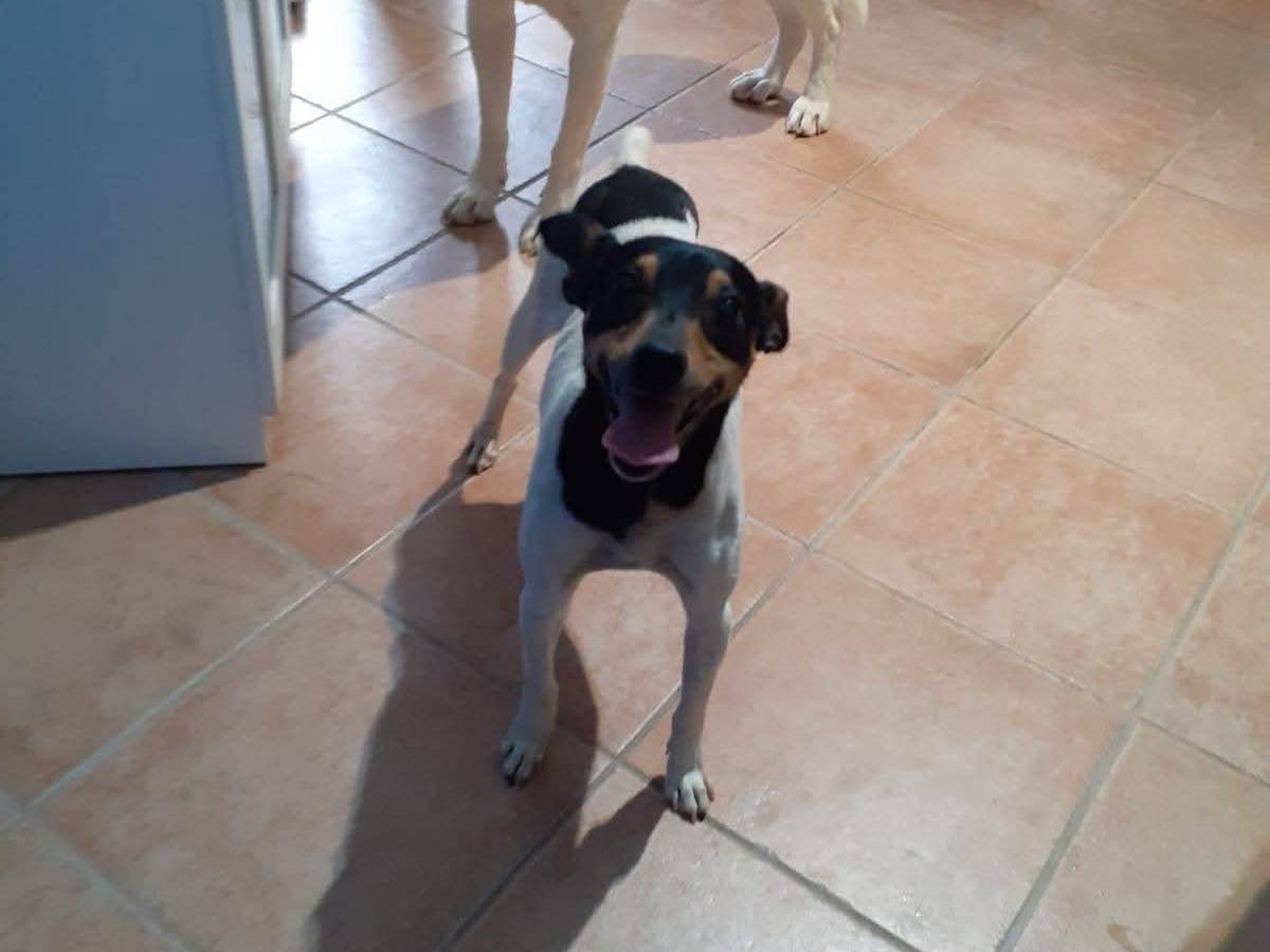 Vuoi adottare un cane a Palermo?
