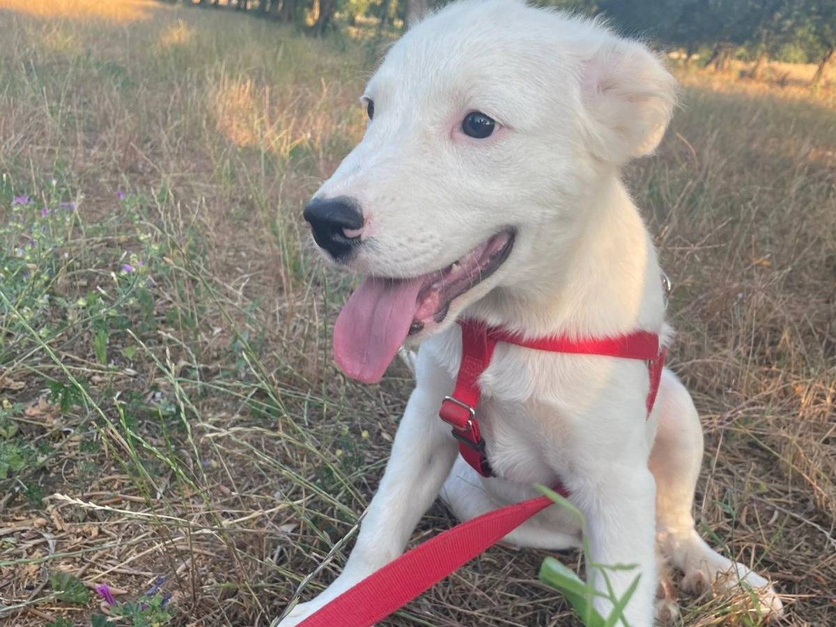 Adotta un cane, taglia grande, maschio, Bari