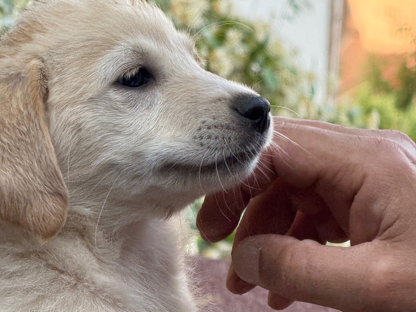 Adotta un cane, taglia media contenuta, femmina, Catanzaro