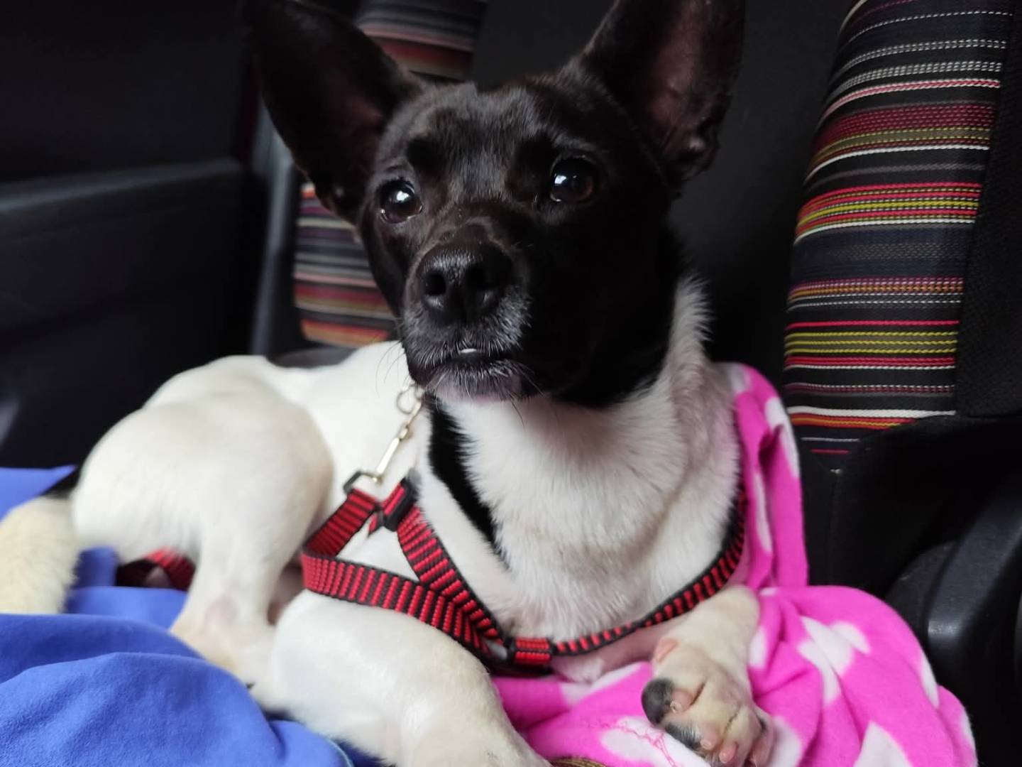 Adotta un cane, taglia piccola, maschio, Messina