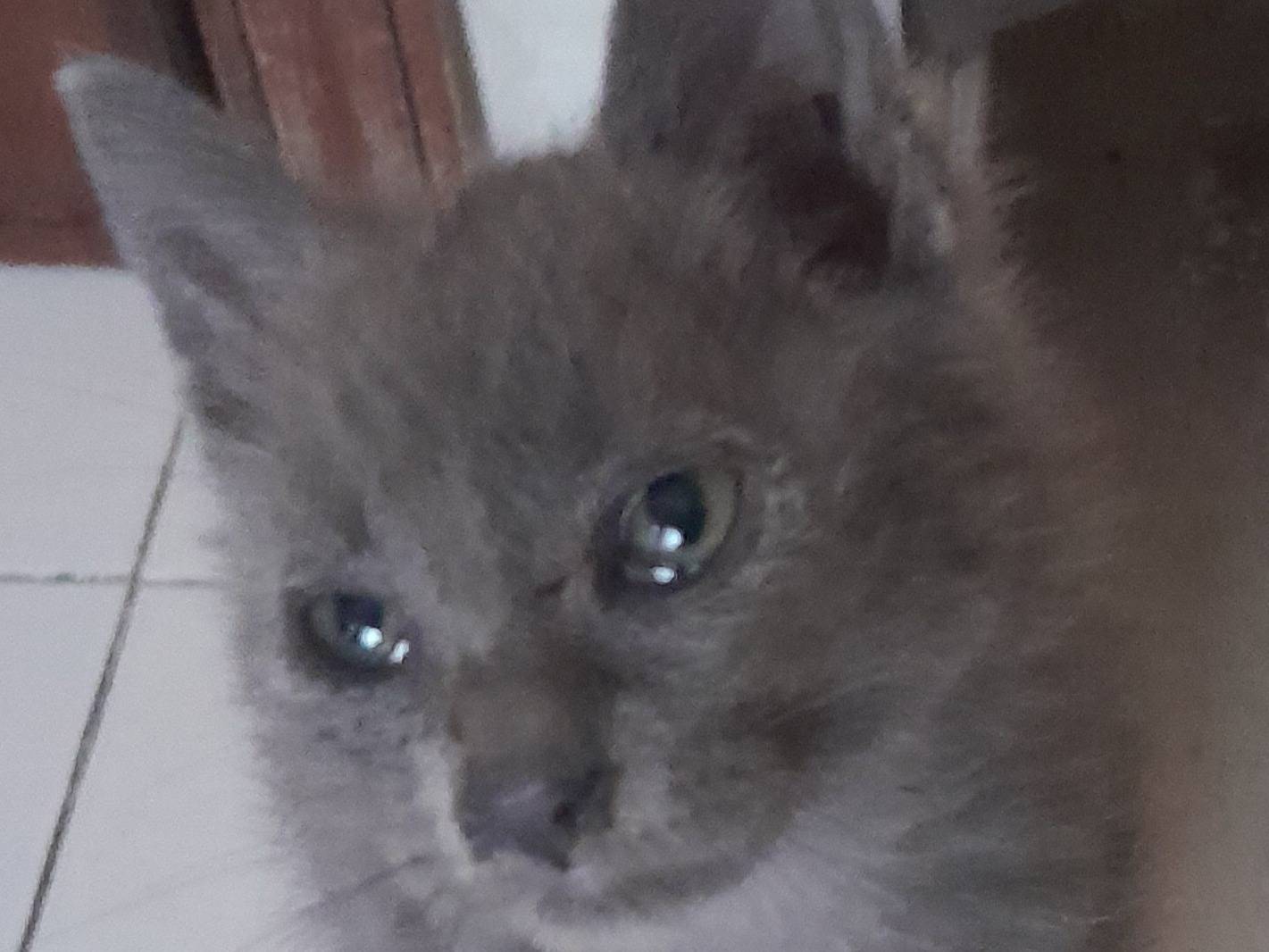 Adotta un gatto, femmina, 1 mesi, Caserta