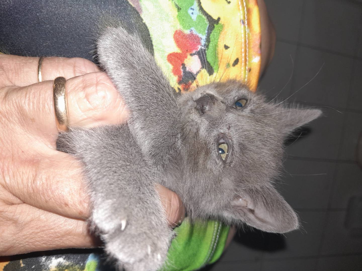 Adotta un gatto, taglia non valida, femmina, Caserta