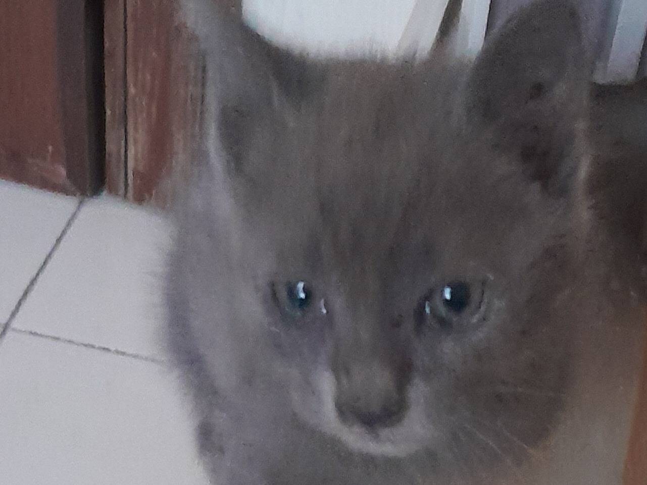Vuoi adottare un gatto a Caserta?
